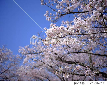 ソメイヨシノ 124796744