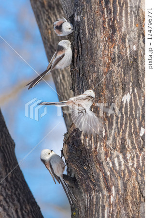 冬の北海道で木の枝に止まるシマエナガ 124796771