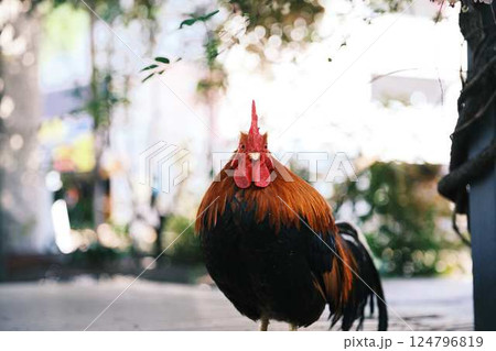 Rooster and Chickens. Free Range Cock and Hens. 鶏 Rooster and Chickens. Free Range Cock and Hens. 鶏 124796819