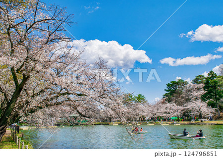 埼玉県 さいたま市 大宮公園 舟遊池(ボート池) 満開の桜 埼玉県 さいたま市 大宮公園 舟遊池(ボート池) 満開の桜 124796851