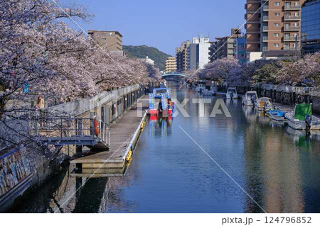 高知市の船着き場の桜 船 高知市の船着き場の桜 船 124796852