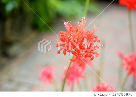 鮮やか　ダイヤモンドリリーの花 124796976