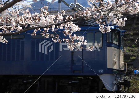 満開の桜に囲まれてひっそりと佇む勝沼ぶどう郷駅EF64-18号機電気機関車_2025/4/5撮影 124797236