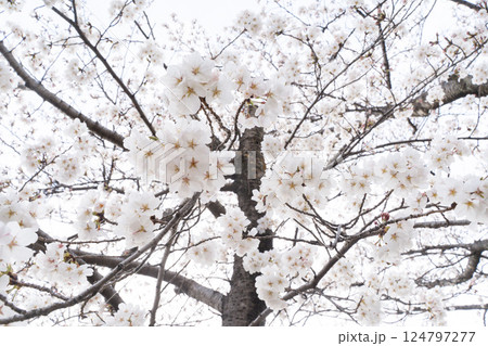 満開の桜が春を告げる空④ 124797277