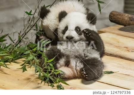 two sweet cubs Giant Pandas Playful and adorable at a zoo 124797336
