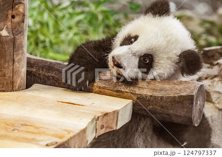 two sweet cubs Giant Pandas Playful and adorable at a zoo two sweet cubs Giant Pandas Playful and adorable at a zoo 124797337