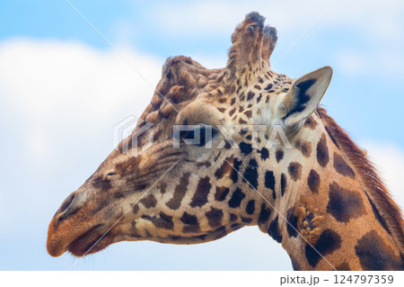 family of Giraffe Giraffa camelopardalis,with a baby. sticking out blue tongue 124797359