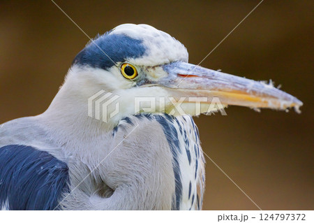 l gray heron . bird is several shades of grey with a long beak. 124797372