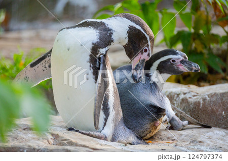Humboldt Penguin, Colony Spheniscus humboldti 124797374