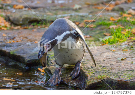 Humboldt Penguin, Colony Spheniscus humboldti 124797376