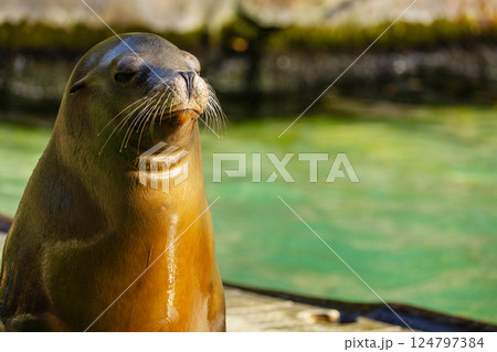 pair of California sea lions bask in sun. Zalophus californianus. 124797384