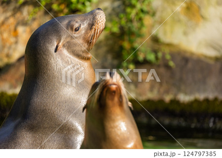pair of California sea lions bask in sun. Zalophus californianus. 124797385