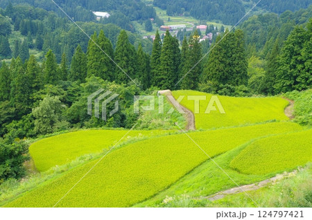 夏の十日町市松之山・天水島の棚田 夏の十日町市松之山・天水島の棚田 124797421