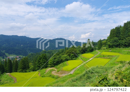 夏の十日町市松之山・天水島の棚田 夏の十日町市松之山・天水島の棚田 124797422