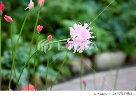 可愛い ダイヤモンドリリーの花 可愛い ダイヤモンドリリーの花 124797462