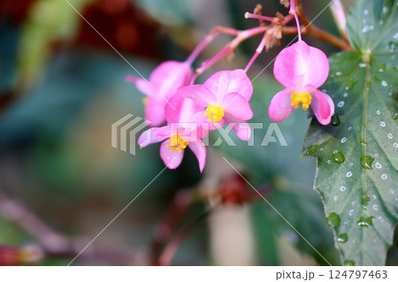 爽やか キダチベゴニアの花 爽やか キダチベゴニアの花 124797463