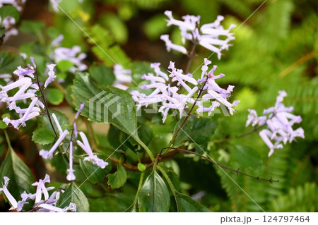 爽やか モナラベンダーの花 爽やか モナラベンダーの花 124797464