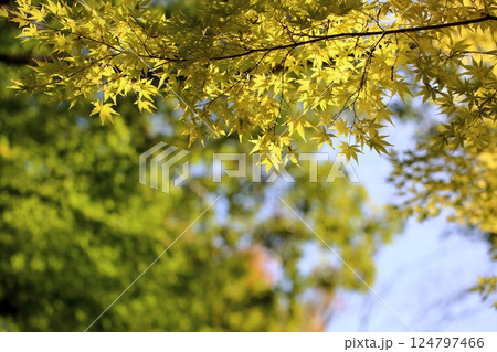 金色に輝くカエデの葉 金色に輝くカエデの葉 124797466