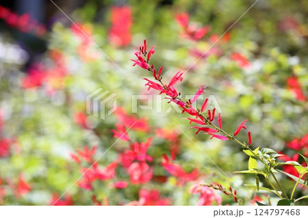 優雅 サルビアの花 エレガンス 優雅 サルビアの花 エレガンス 124797468