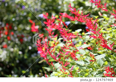 優雅　サルビアの花　エレガンス 124797469