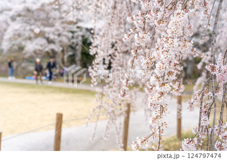 桜が満開の公園で花見を楽しむ人たち 桜が満開の公園で花見を楽しむ人たち 124797474