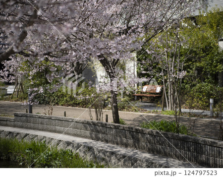 小川沿いに咲く桜 124797523