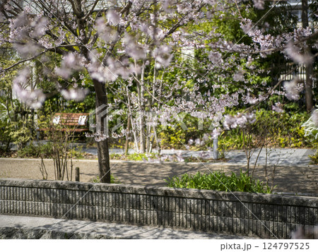 小川沿いに咲く桜 小川沿いに咲く桜 124797525