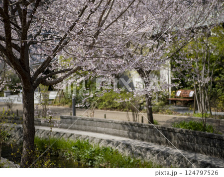 小川沿いに咲く桜 小川沿いに咲く桜 124797526