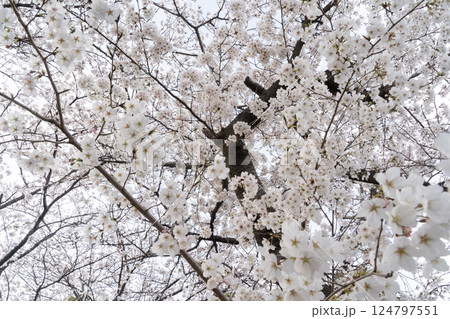 満開の桜に包まれる春景色② 124797551
