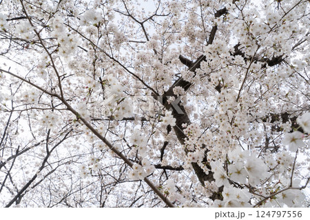 満開の桜に包まれる春景色⑦ 124797556