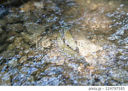 透き通る水面にきらめく渓流魚の魅力 透き通る水面にきらめく渓流魚の魅力 124797585