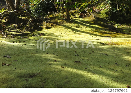 苔の絨毯に木漏れ日が差し込んでいる、お寺の境内の一角 124797661