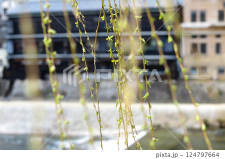 緑の芽が吹いている柳の枝（京都市内鴨川の四条大橋から、背景ボケ） 124797664