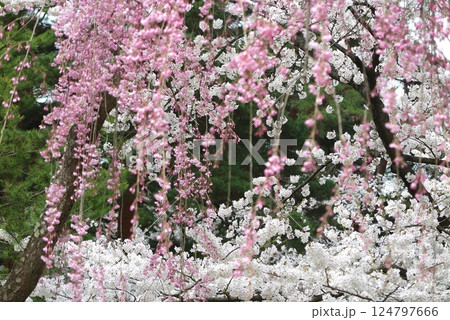 紅色の枝垂桜と、白いサクラが満開の城址公園の一角 124797666