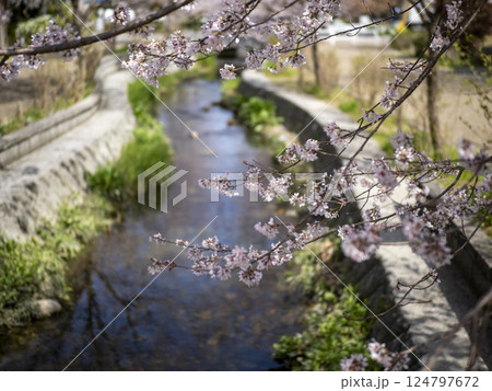 川沿いに咲く桜 124797672