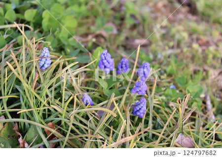 春の野原に咲く紫色のムスカリの花 124797682