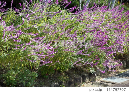 爽やか　サルビア　レウカンサの花 124797707