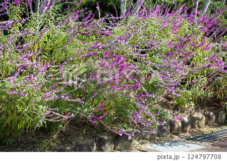 爽やか　サルビア　レウカンサの花 124797708