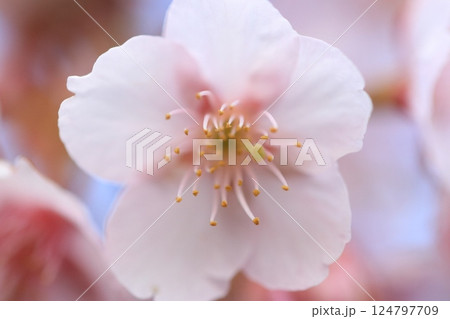 桜 124797709