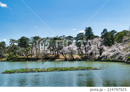 埼玉県　さいたま市　大宮公園　舟遊池（ボート池）　満開の桜 124797925