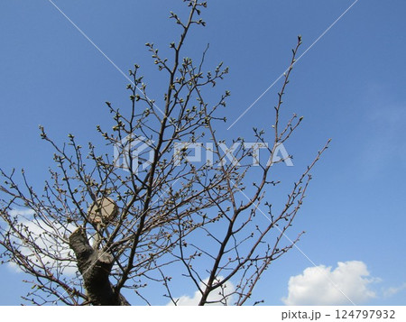 こじま花の会花畑桜並木の未だ蕾が固いサクラ 124797932