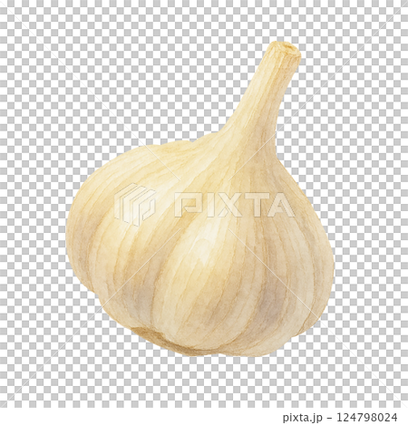 にんにくのイラスト（ホール・白背景・食材） 124798024