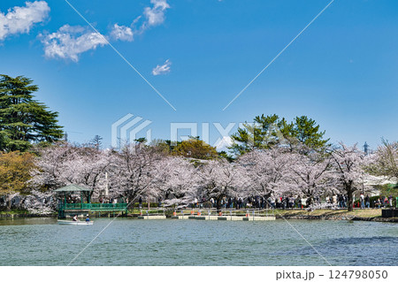 埼玉県 さいたま市 大宮公園 舟遊池(ボート池) 満開の桜 埼玉県 さいたま市 大宮公園 舟遊池(ボート池) 満開の桜 124798050