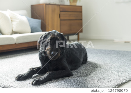 お座りする犬 お座りする犬 124798070