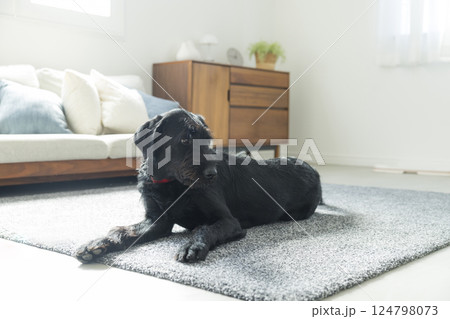 お座りする犬　 124798073