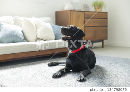 お座りする犬　 124798076