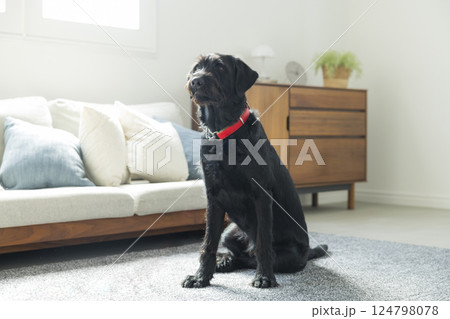 お座りする犬 お座りする犬 124798078