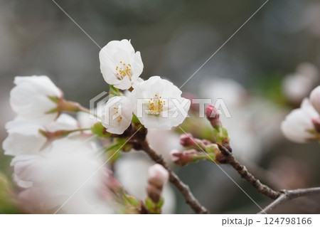 桜の枝の花とつぼみ 桜の枝の花とつぼみ 124798166