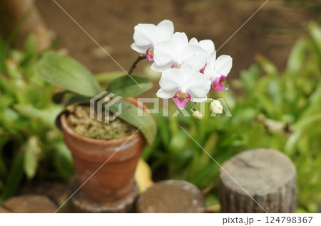 鉢植えの胡蝶蘭 124798367
