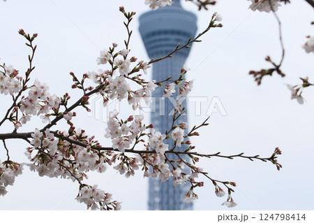 ソメイヨシノとスカイツリー　 124798414